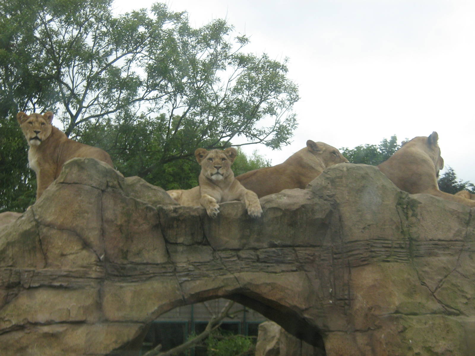 female lions