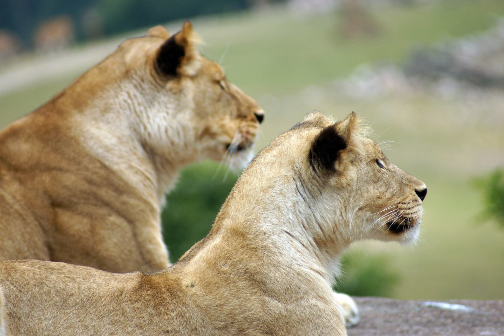 Female Lions