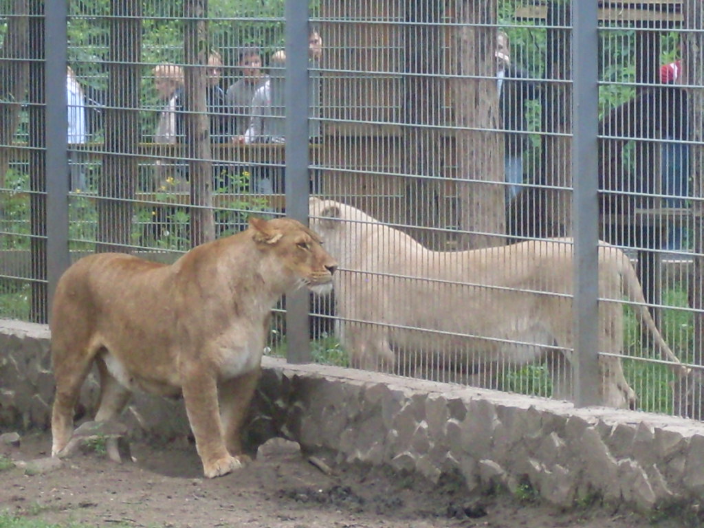 Female lions