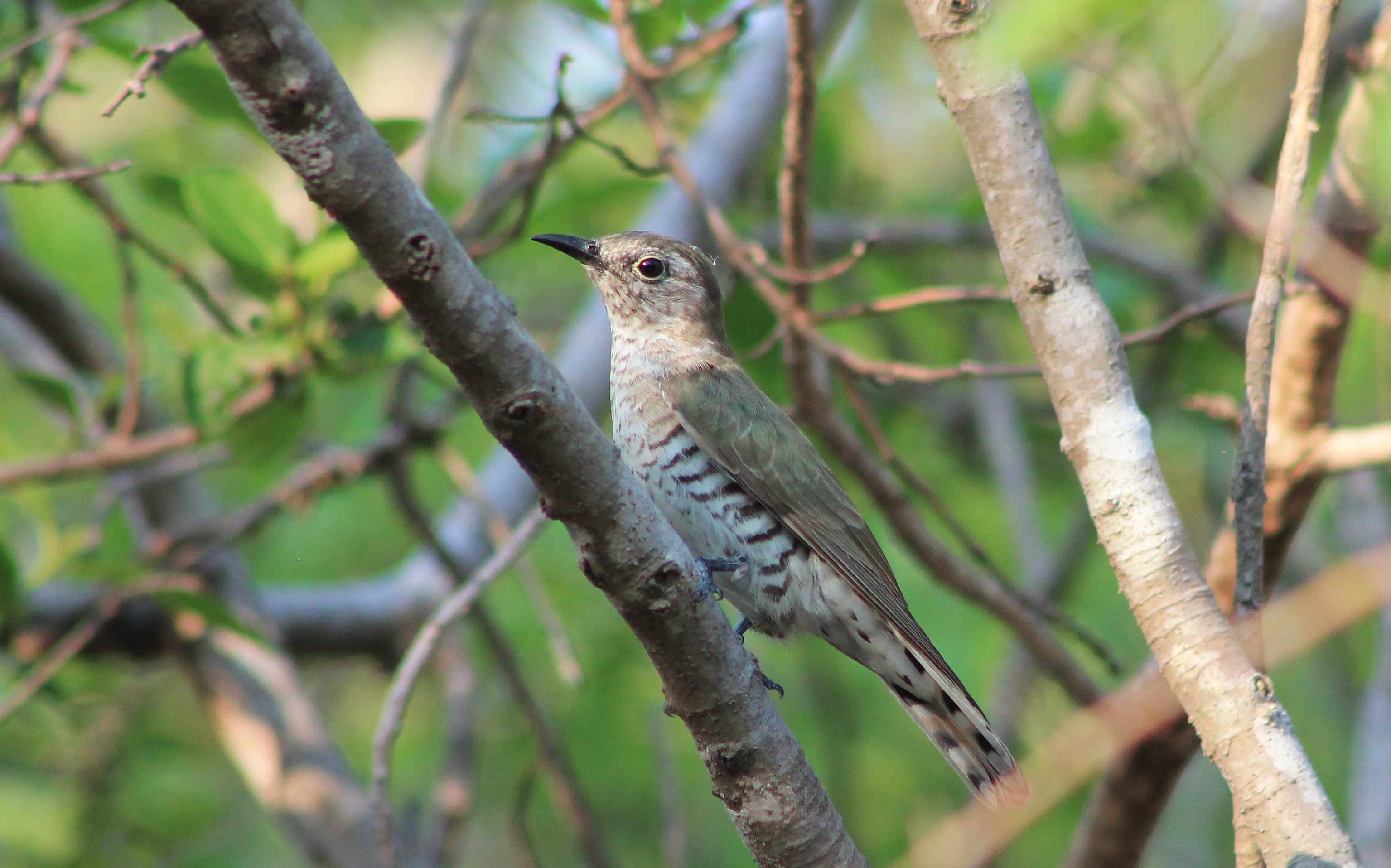 female Little Bronze Cuckoo (Chalcites minutillus)