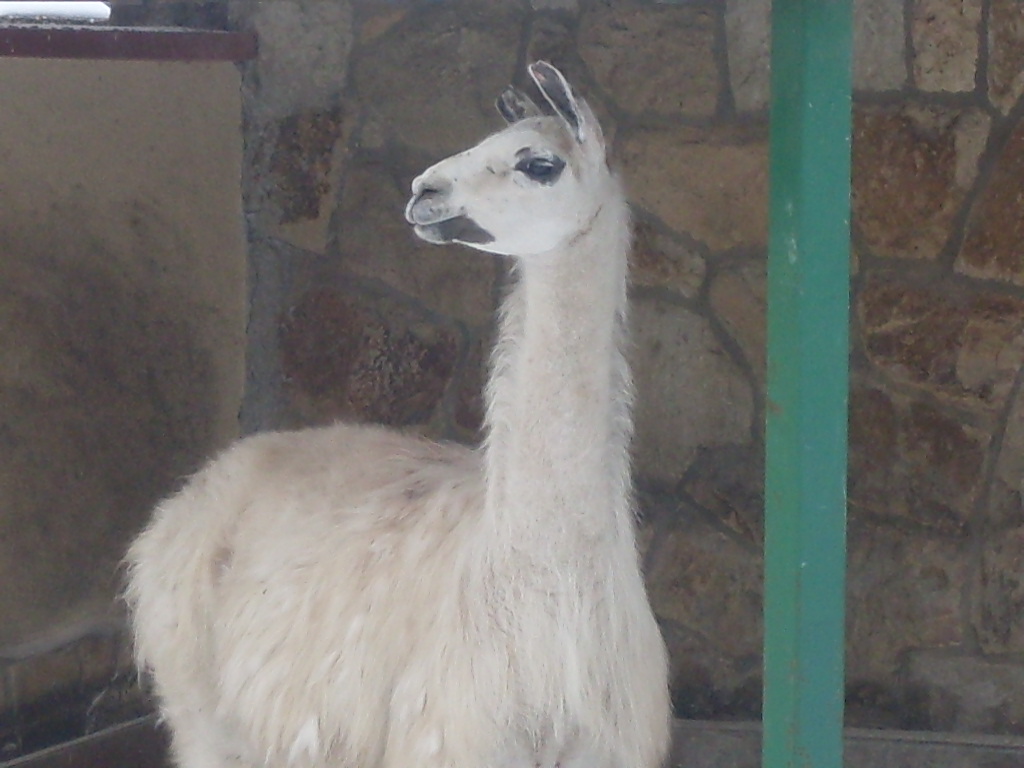 Female llama