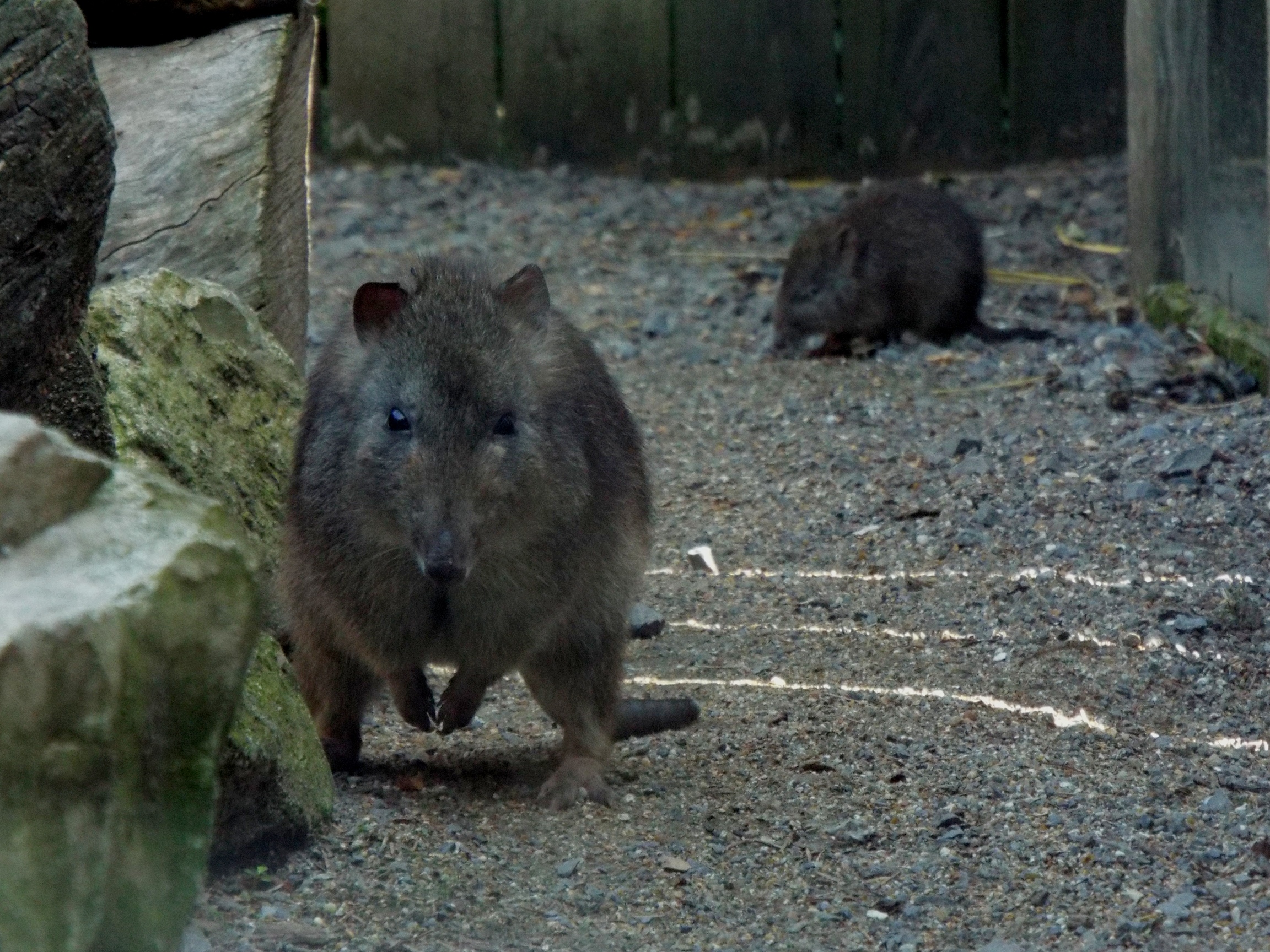 Female Long Nosed Potoroo and young Axe Valley