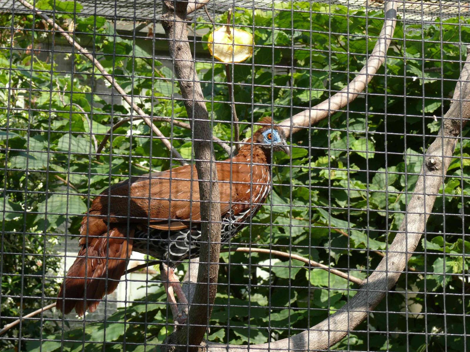 female Lophura ignita rufa