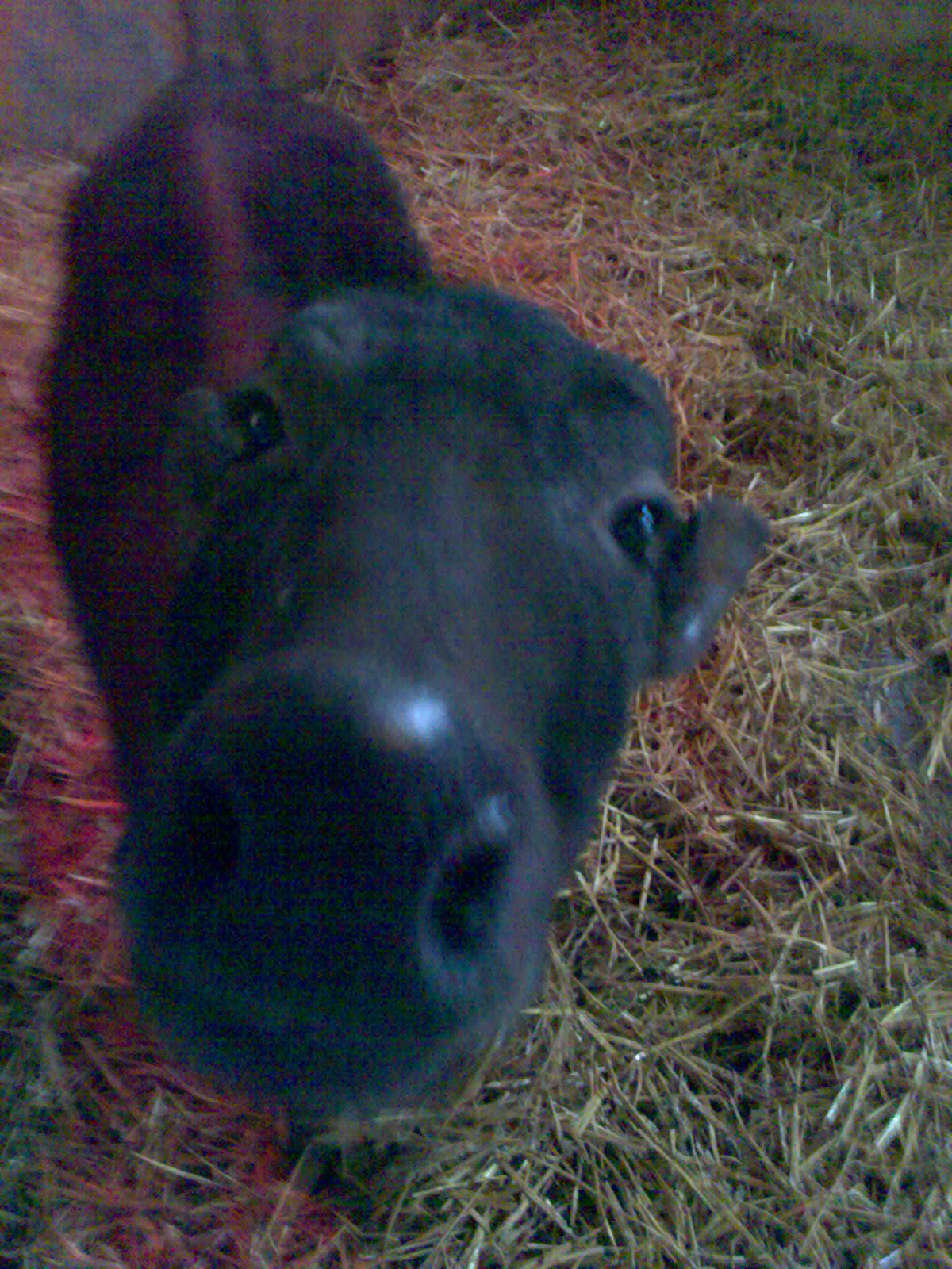 Female Lowland Anoa "Bibi"