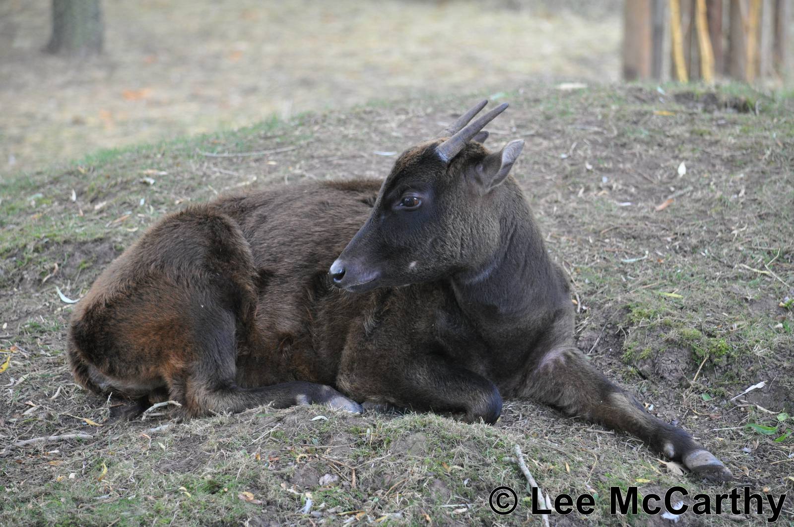 Female Lowland Anoa Taken 07th October 2011