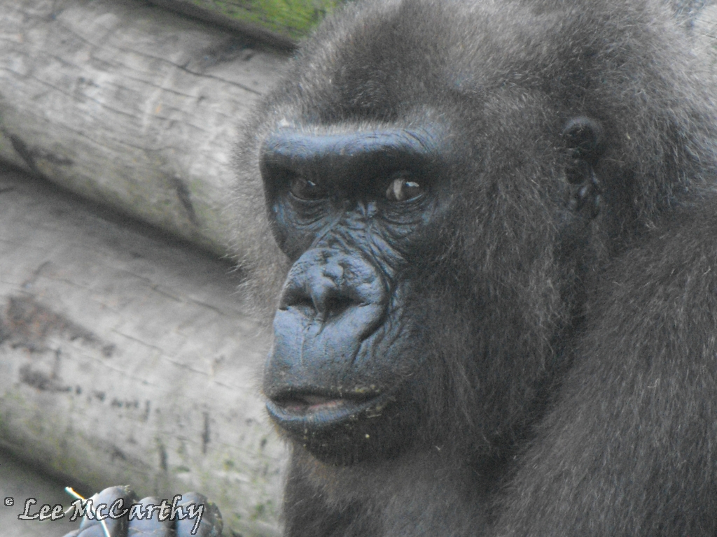 Female Lowland Gorilla