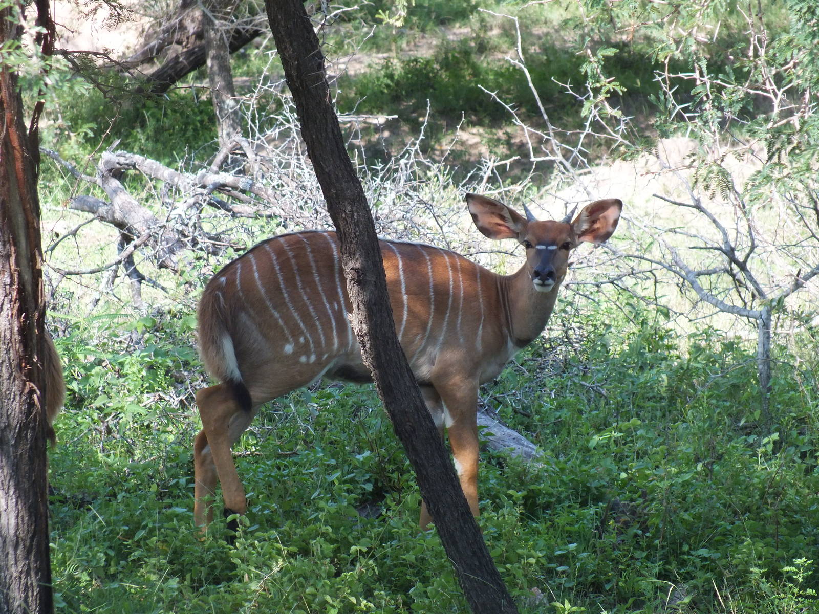 Female Lowland Nyala