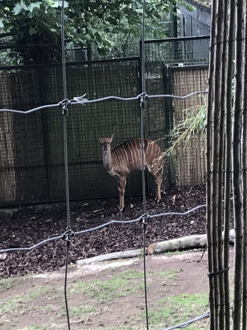 Female lowland nyala