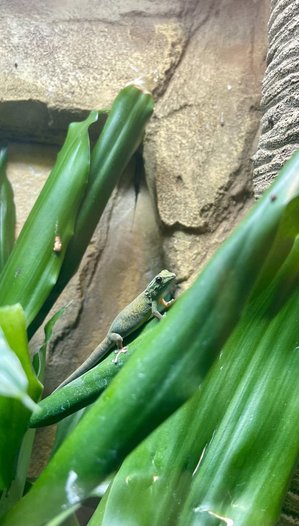 Female Lygodactylus williamsi