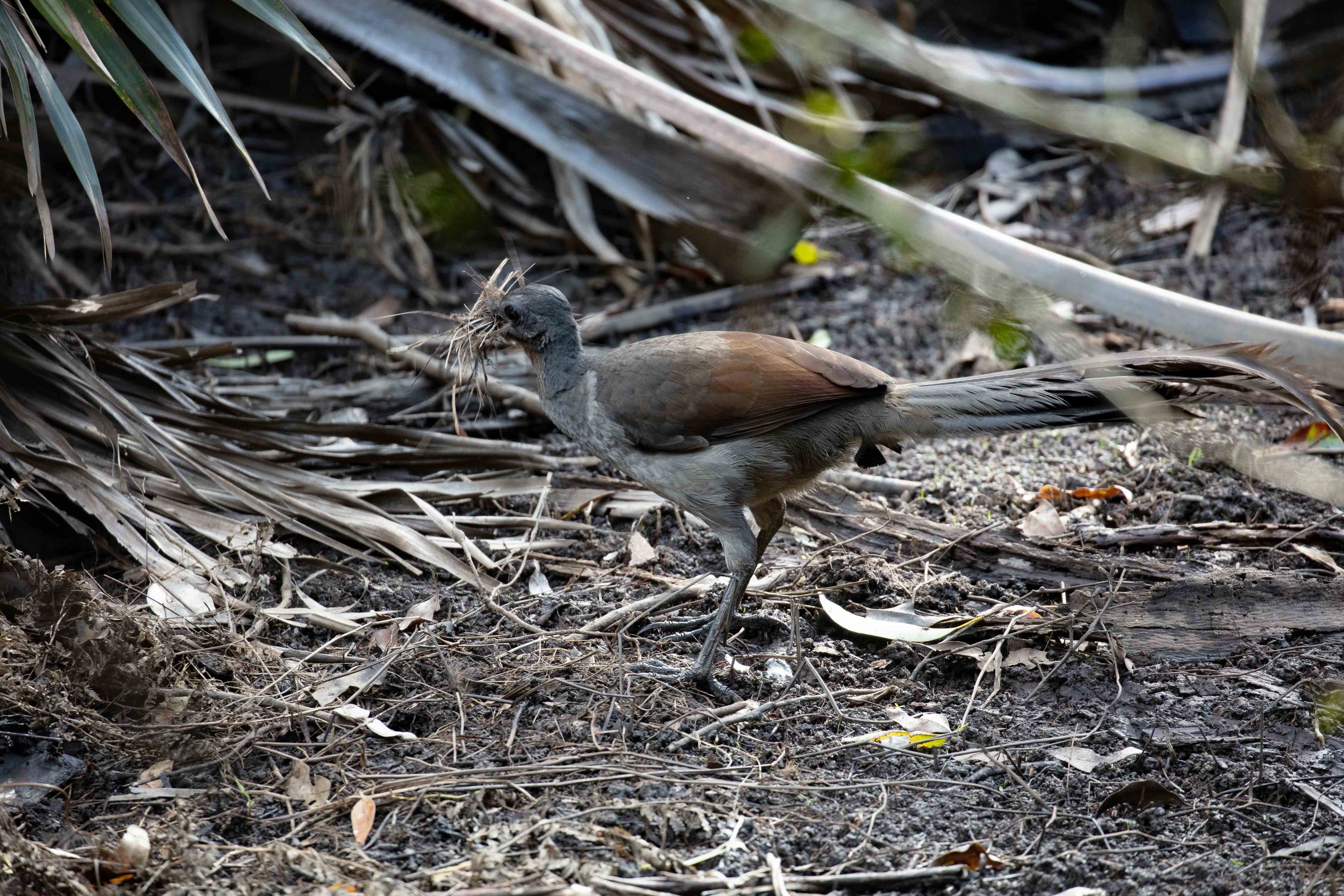 Female Lyrebird collecting nesting material