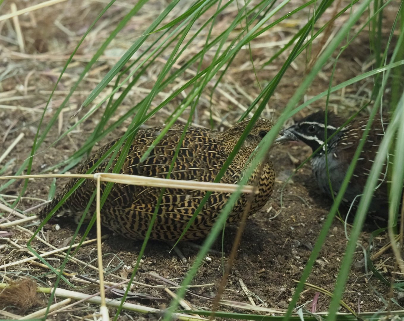 Female Madagascar partridge (Margaroperdix madagarensis), 2019-12-30