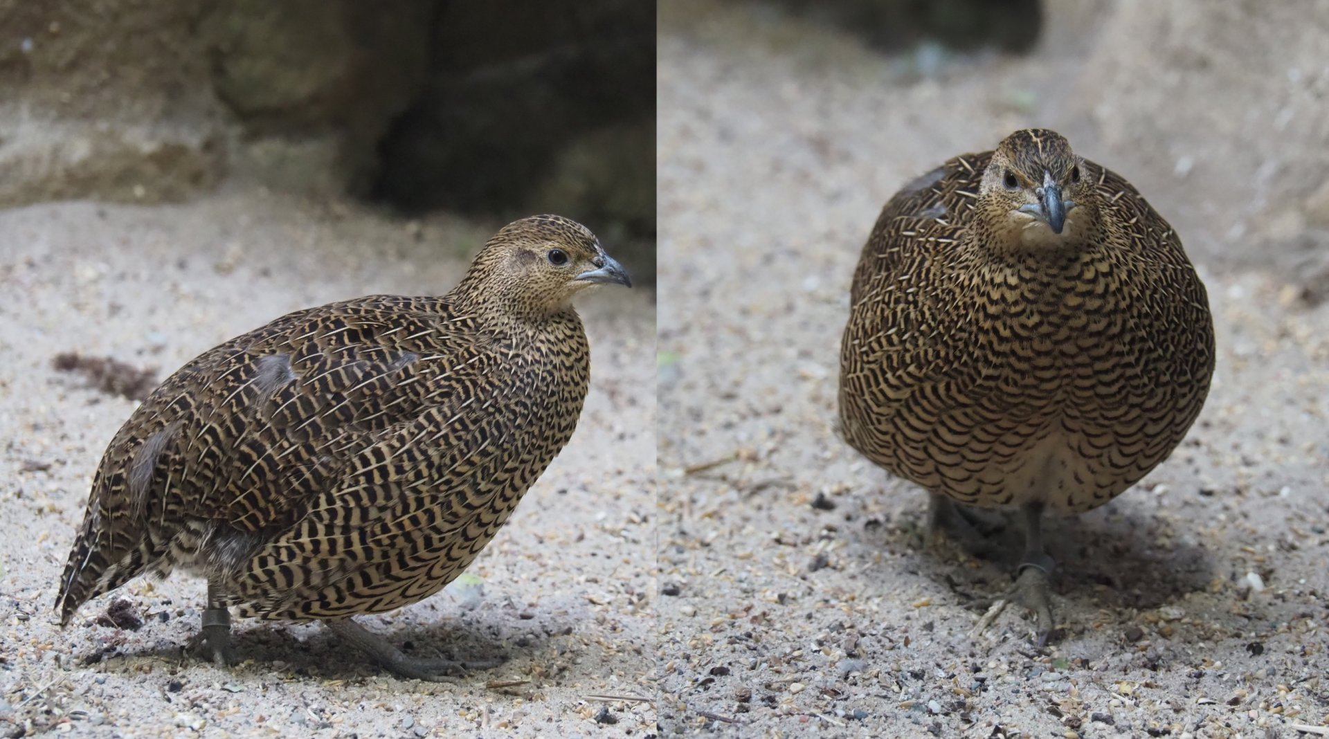 Female Madagascar partridge (Margaroperdix madagarensis), 2020-05-24