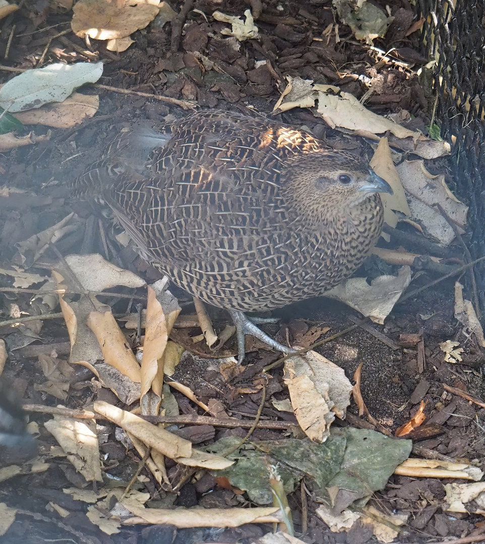 Female Madagascar partridge (Margaroperdix madagarensis), 2022-08-16