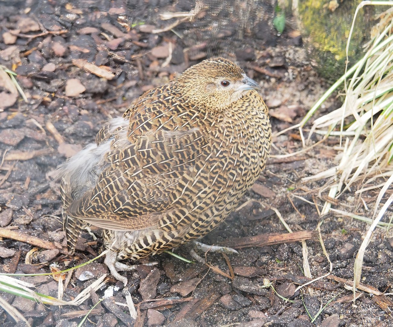 Female Madagascar partridge (Margaroperdix madagarensis), 2023-04-08