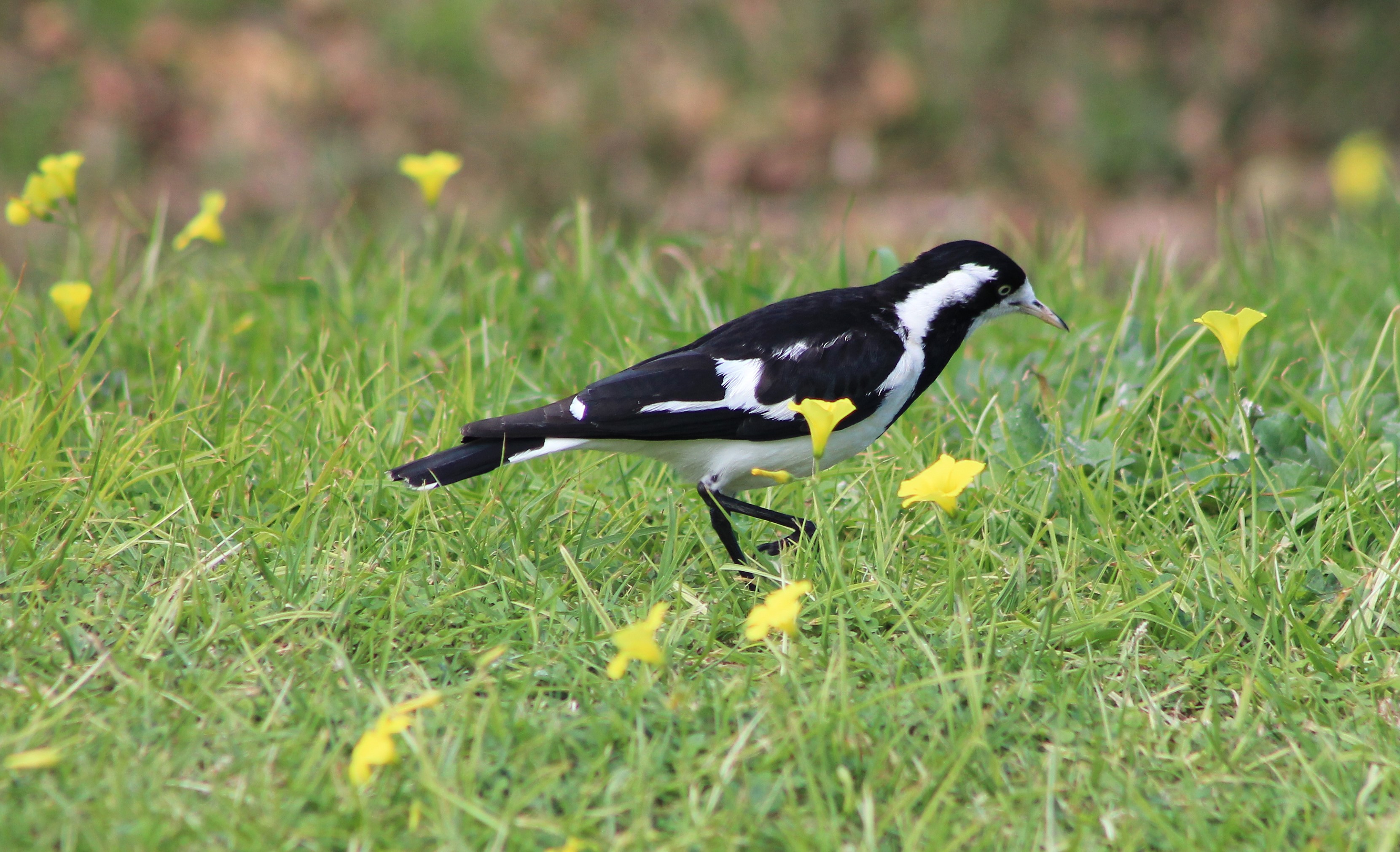 female Magpie-Lark (Grallina cyanoleuca)