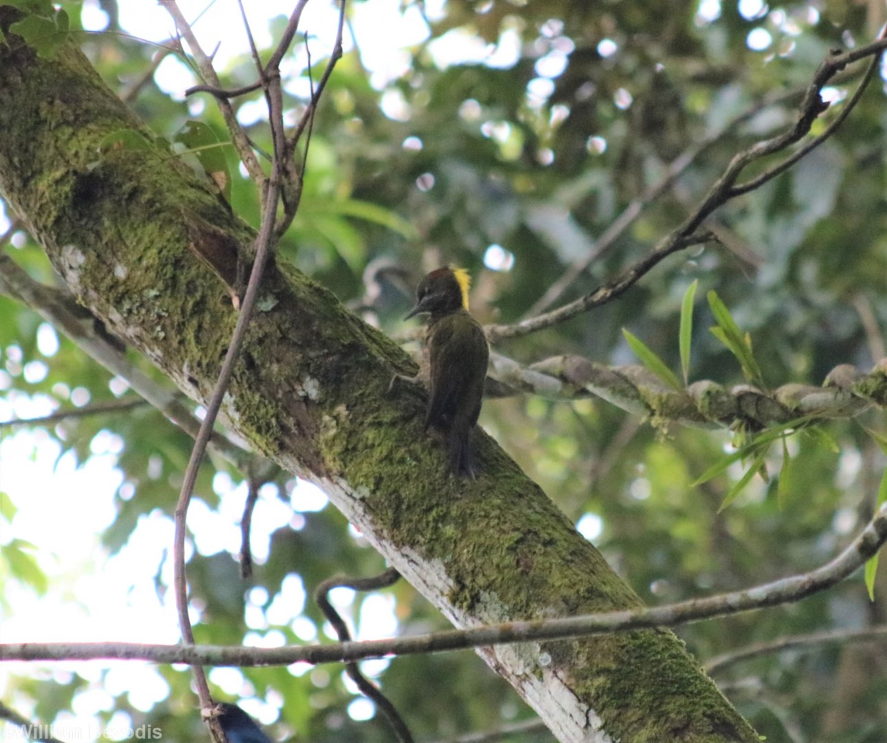 Female Malayan (Lesser) Yellownape - Fraser's Hill
