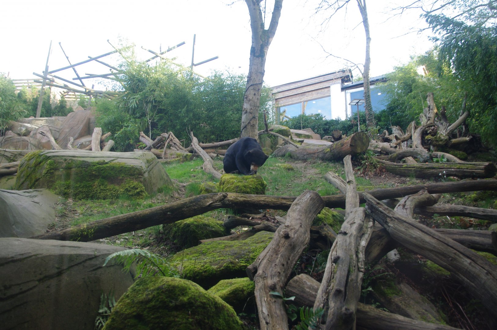 Female Malayan Sun Bear Srey Ya- Colchester Zoo 25/2/2022