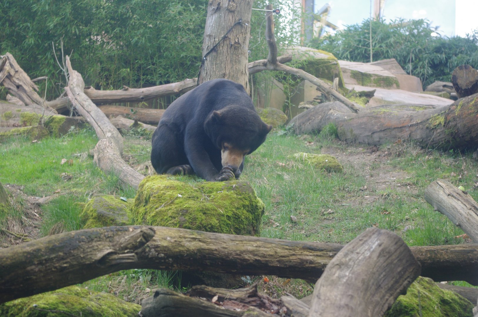 Female Malayan Sun Bear Srey Ya- Colchester Zoo 25/2/2022
