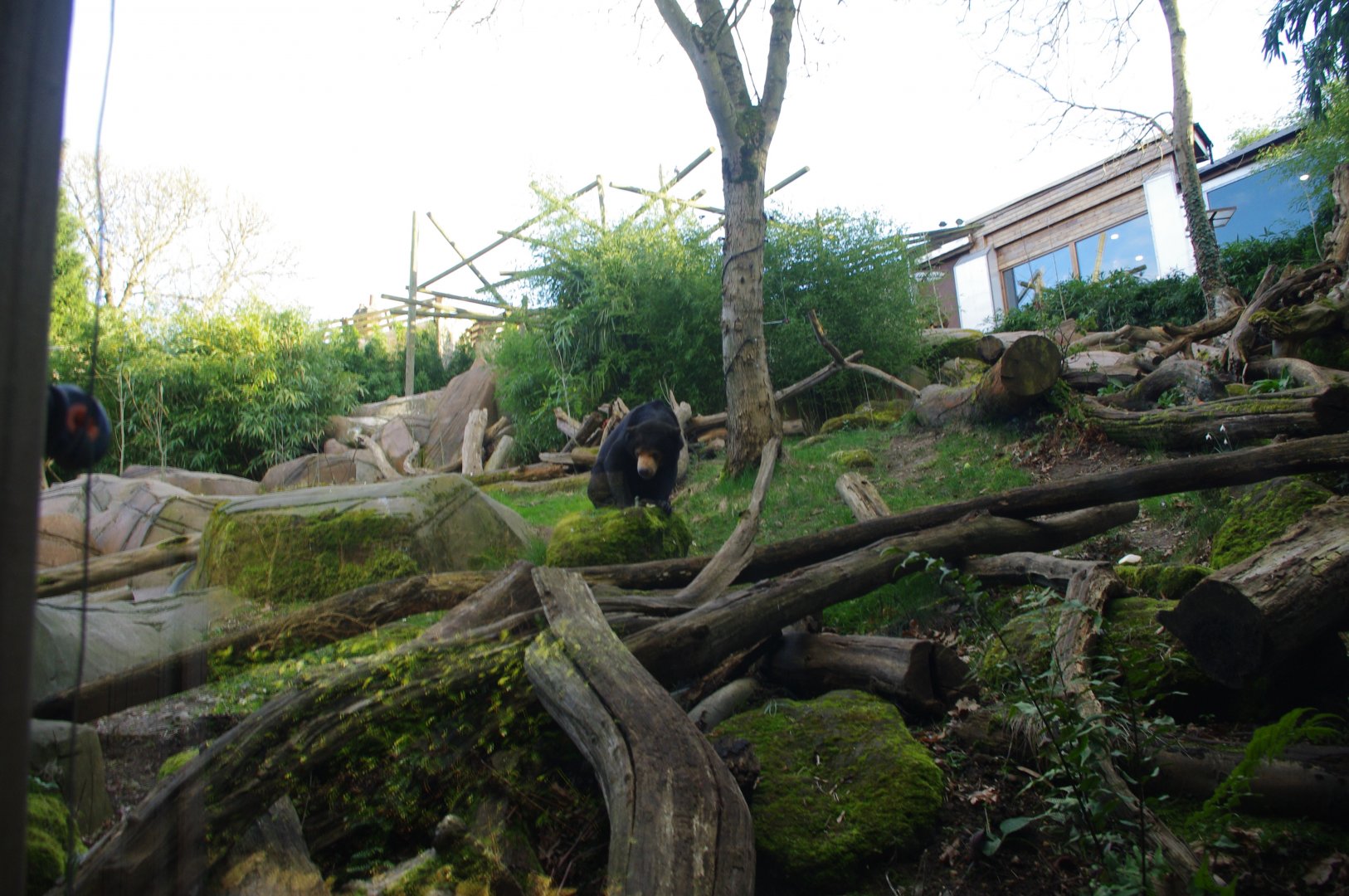 Female Malayan Sun Bear Srey Ya- Colchester Zoo 25/2/2022