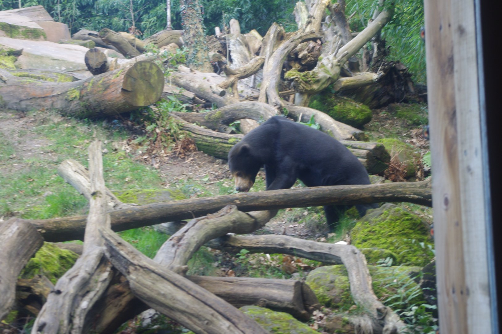 Female Malayan Sun Bear Srey Ya- Colchester Zoo 25/2/2022