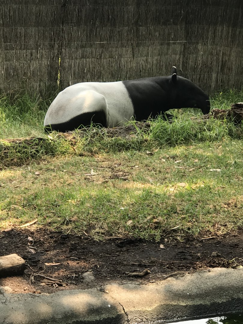 Female Malayan Tapir