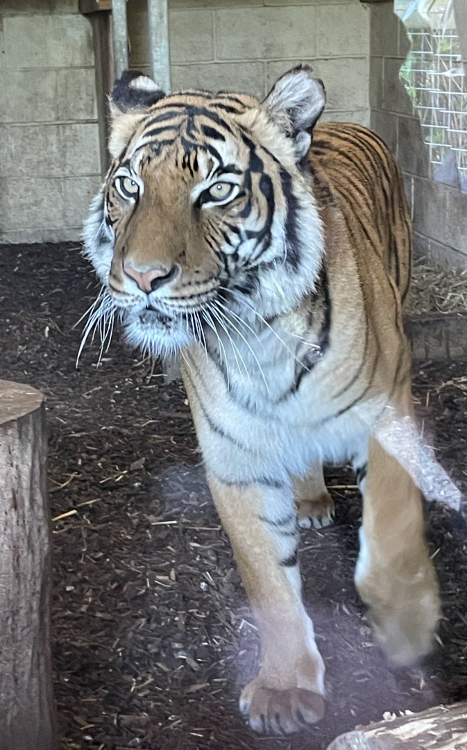 Female Malayan Tiger, Sahaja