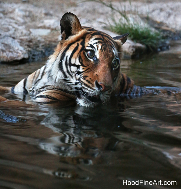 female malayan tiger