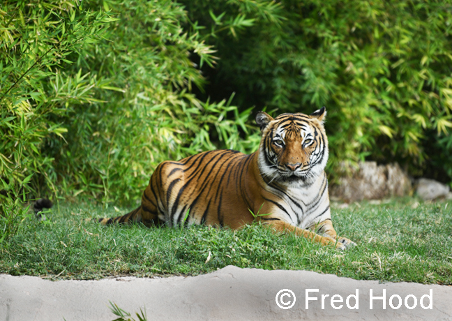 female malayan tiger