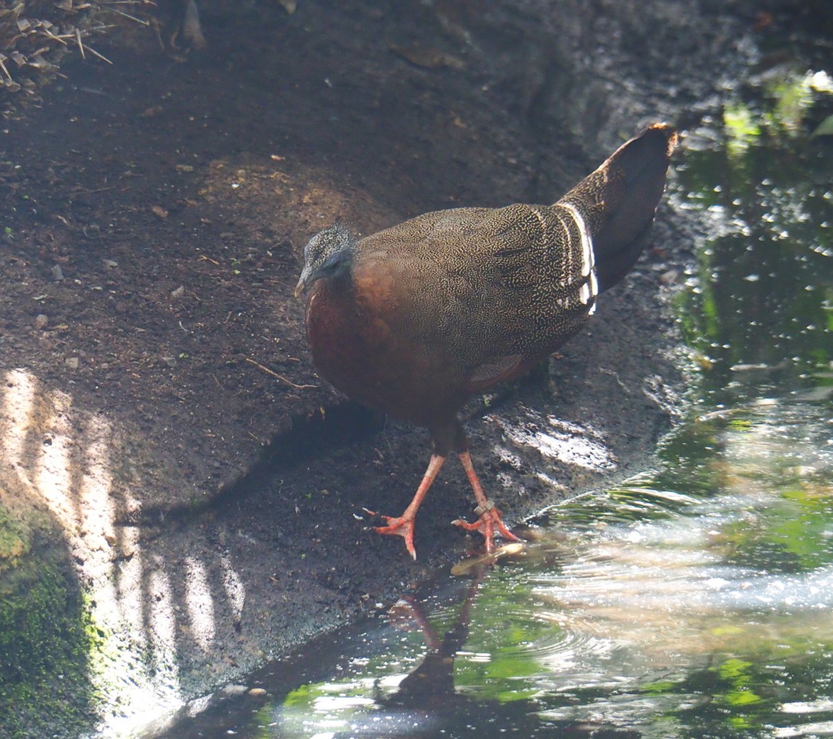 Female Malaysian great Argus (Argusianus argus argus), 2021-09-03
