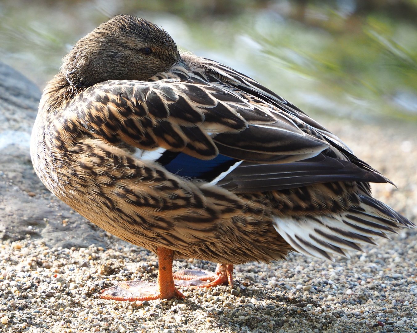 Female Mallard (Anas platyrhynchos) in the European aviary, 2022-04-12
