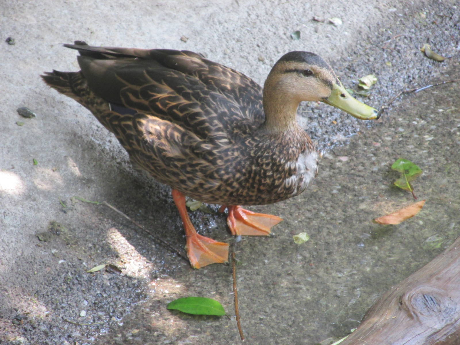female mallard chapultepec zoo
