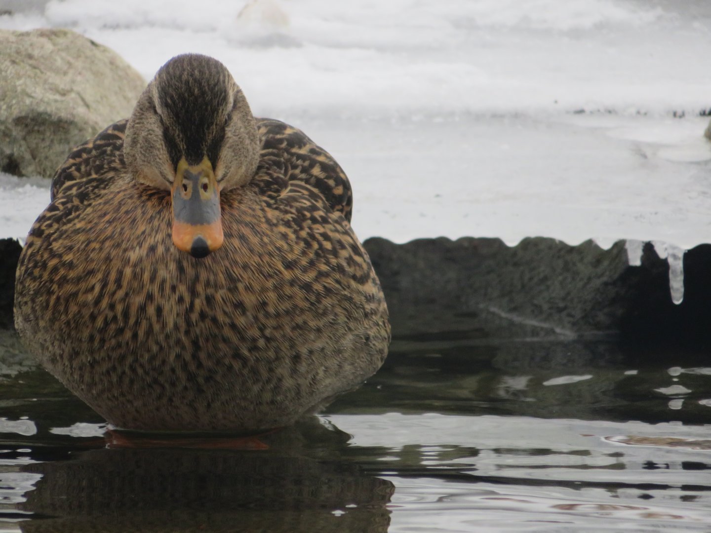 Female Mallard Duck