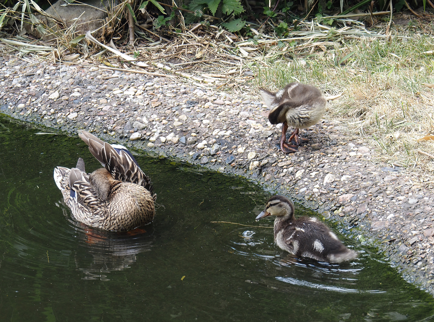 Female Mallard with chicks (Anas platyrhynchos), 2025-05-22
