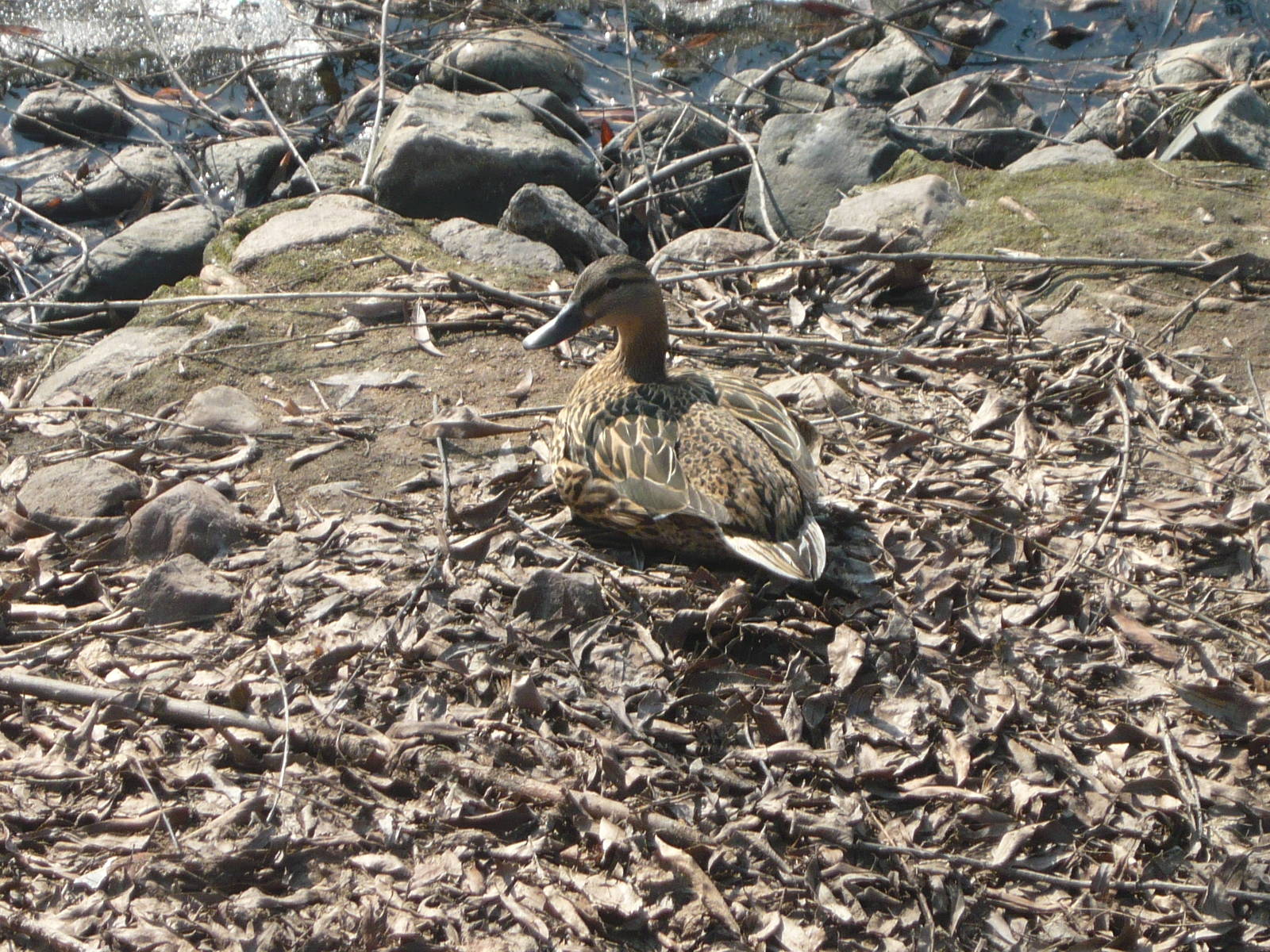 Female Mallard
