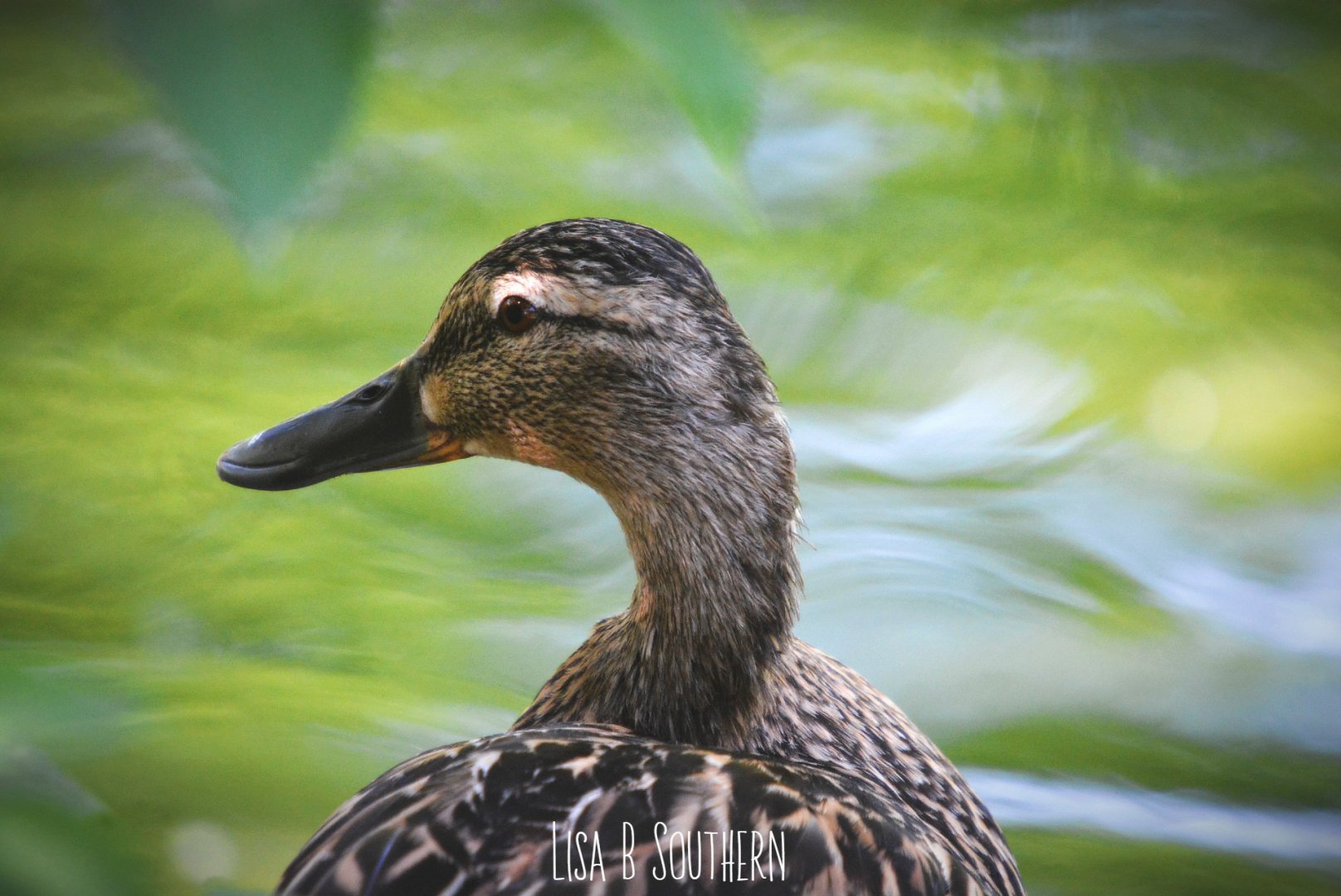 Female Mallard
