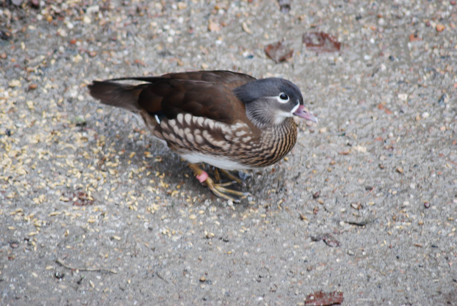 Female Mandarin [Aix galericulata]