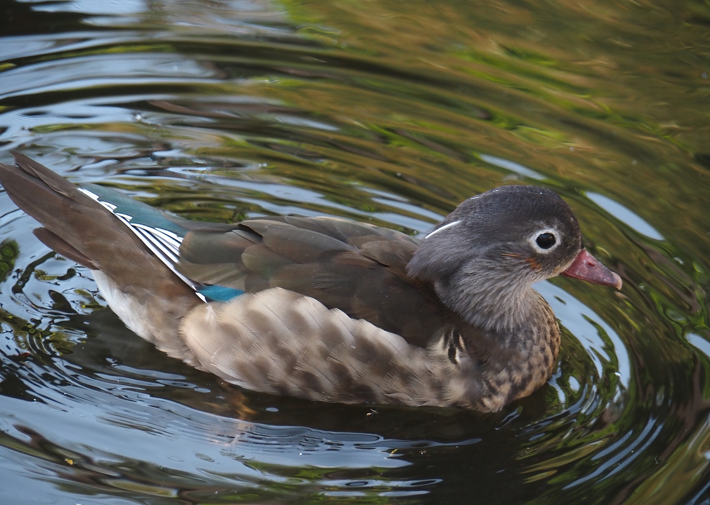 Female Mandarin duck (Aix galericulata), 2024-05-23