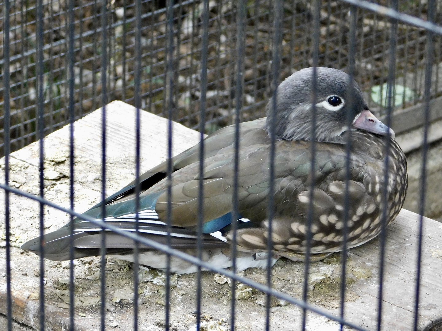 Female Mandarin Duck (Aix galericulata) October 4, 2025