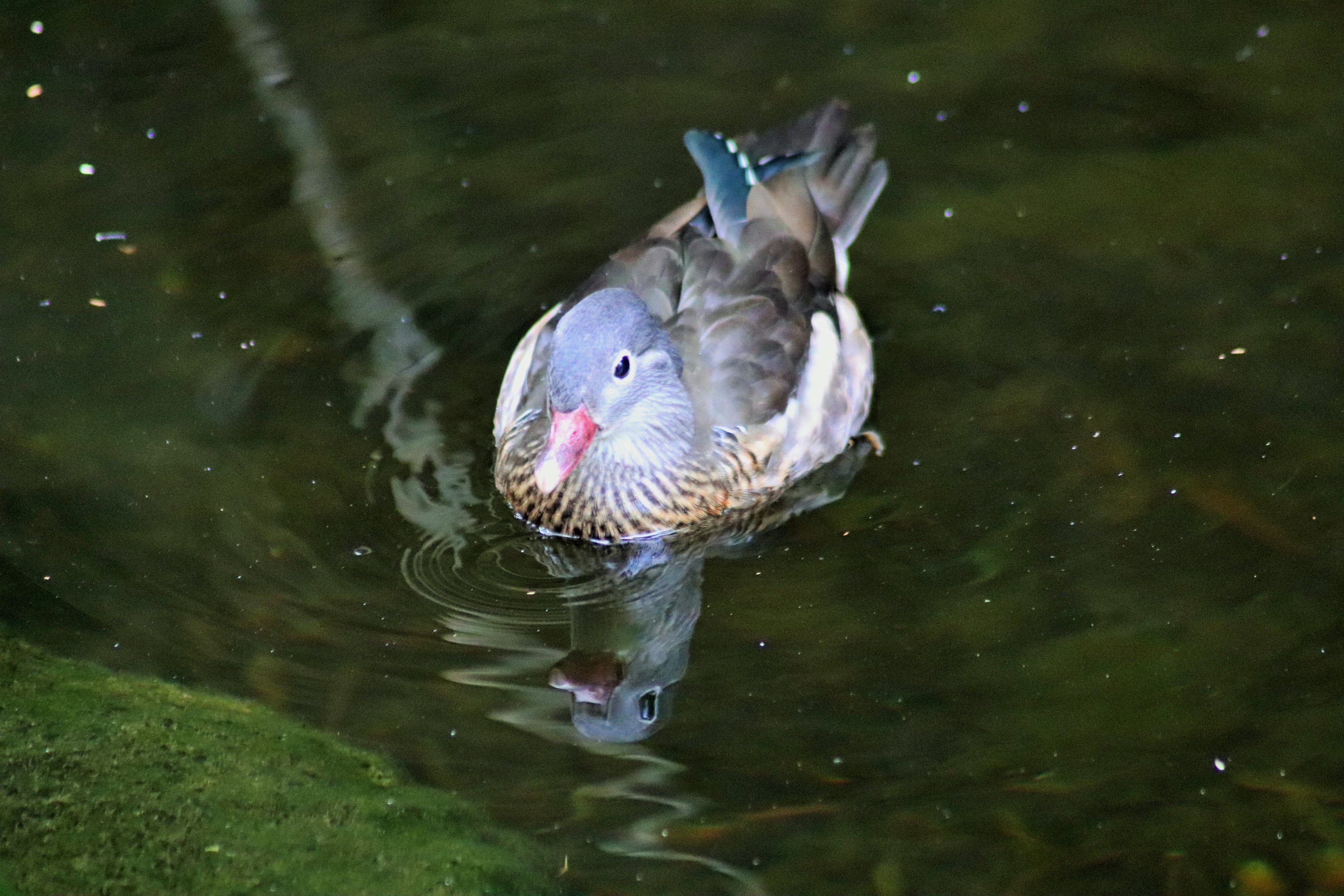Female Mandarin Duck (Aix galericulata)