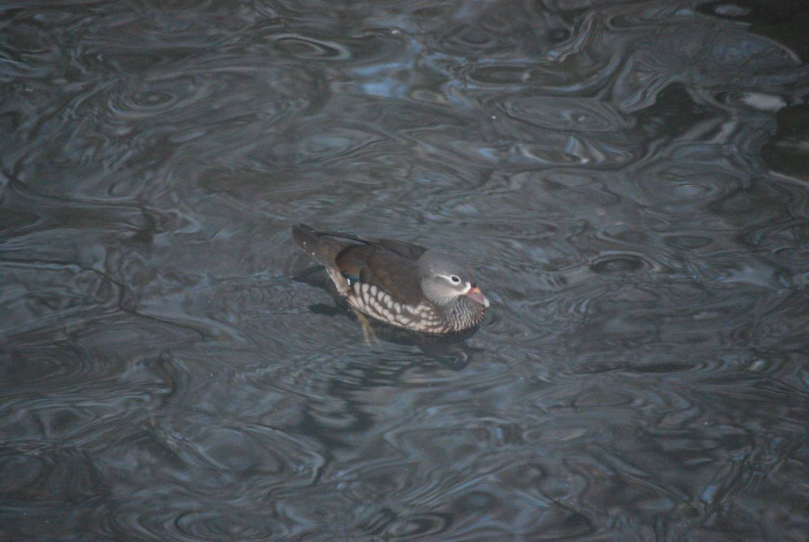 FEMALE MANDARIN DUCK?