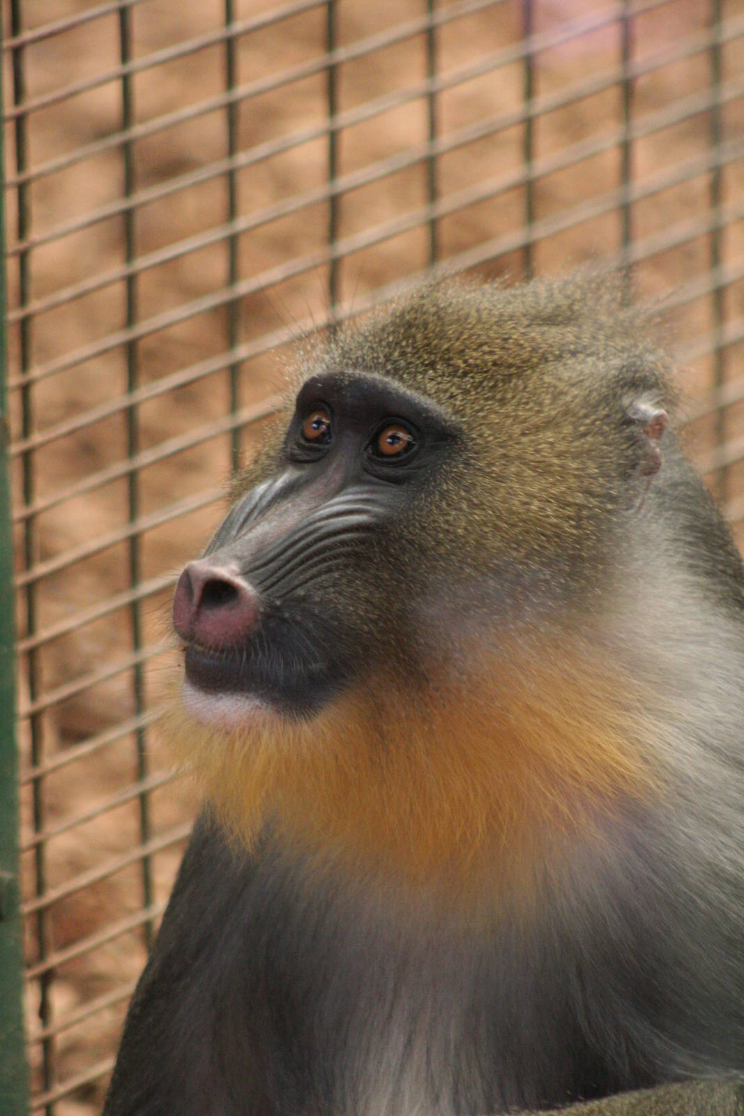 female Mandrill @ Chester; 04.07.2015