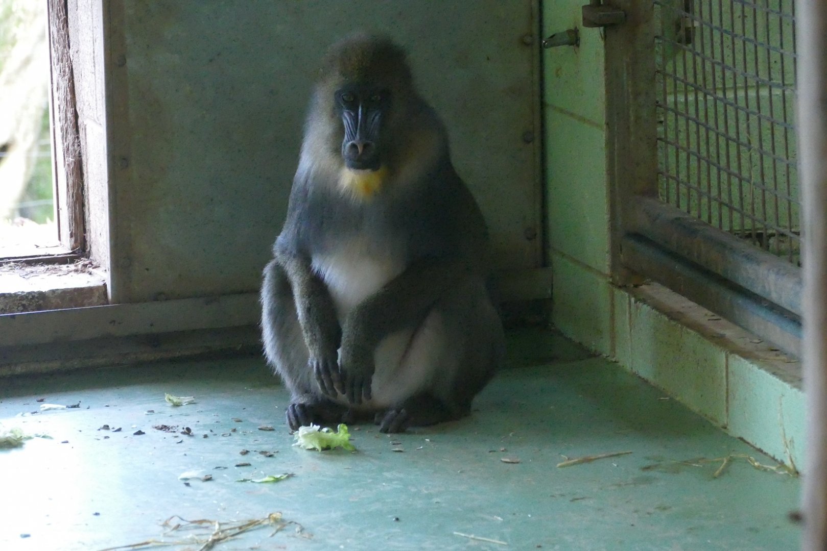 Female Mandrill, January 2019