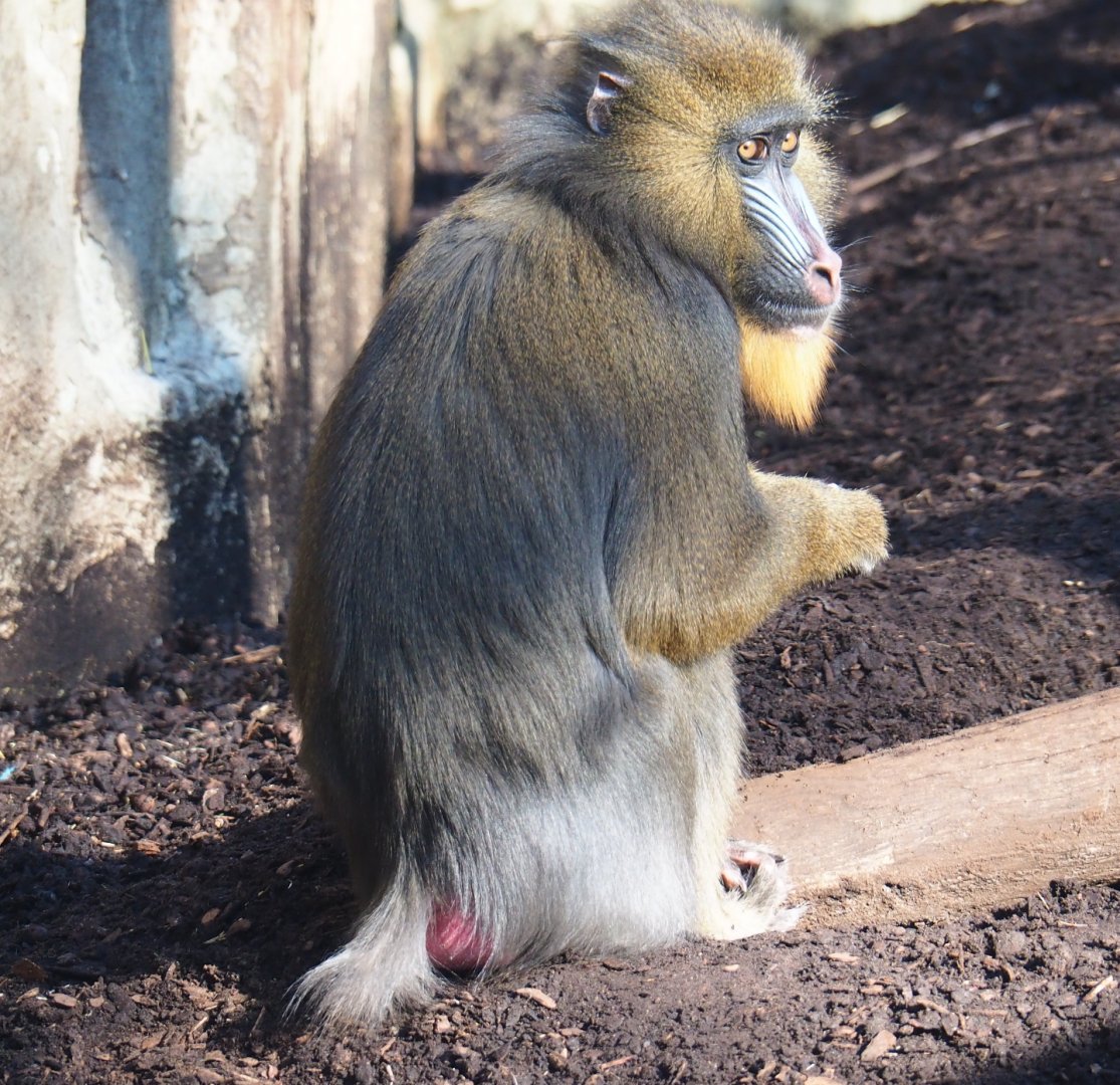 Female Mandrill (Mandrillus sphinx), Feb 27th, 2019