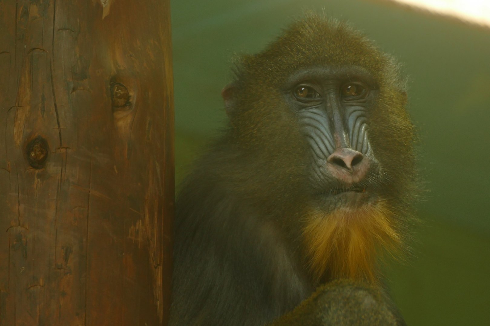 Female Mandrill, May 2021