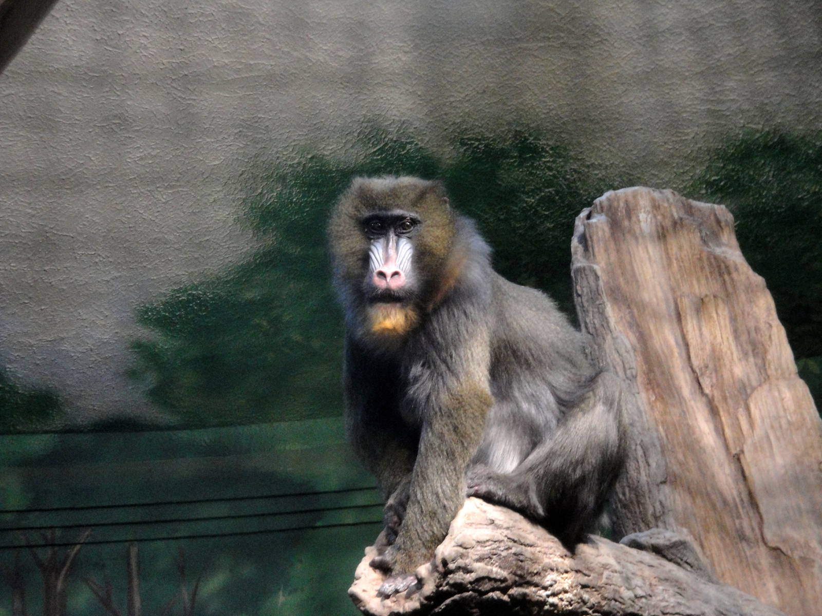 Female Mandrill