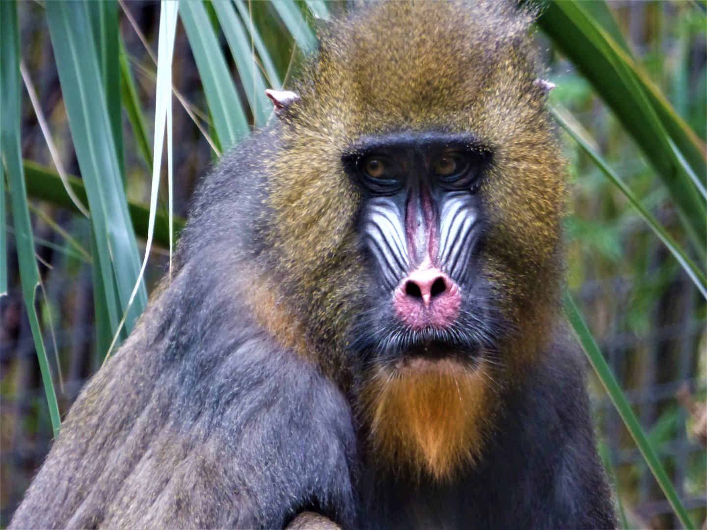 Female Mandrill