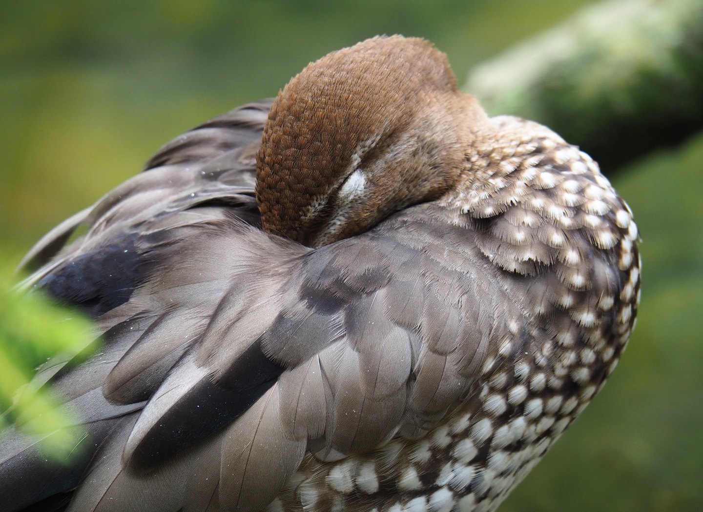 Female maned goose (Chenonetta jubata), 2019-07-21