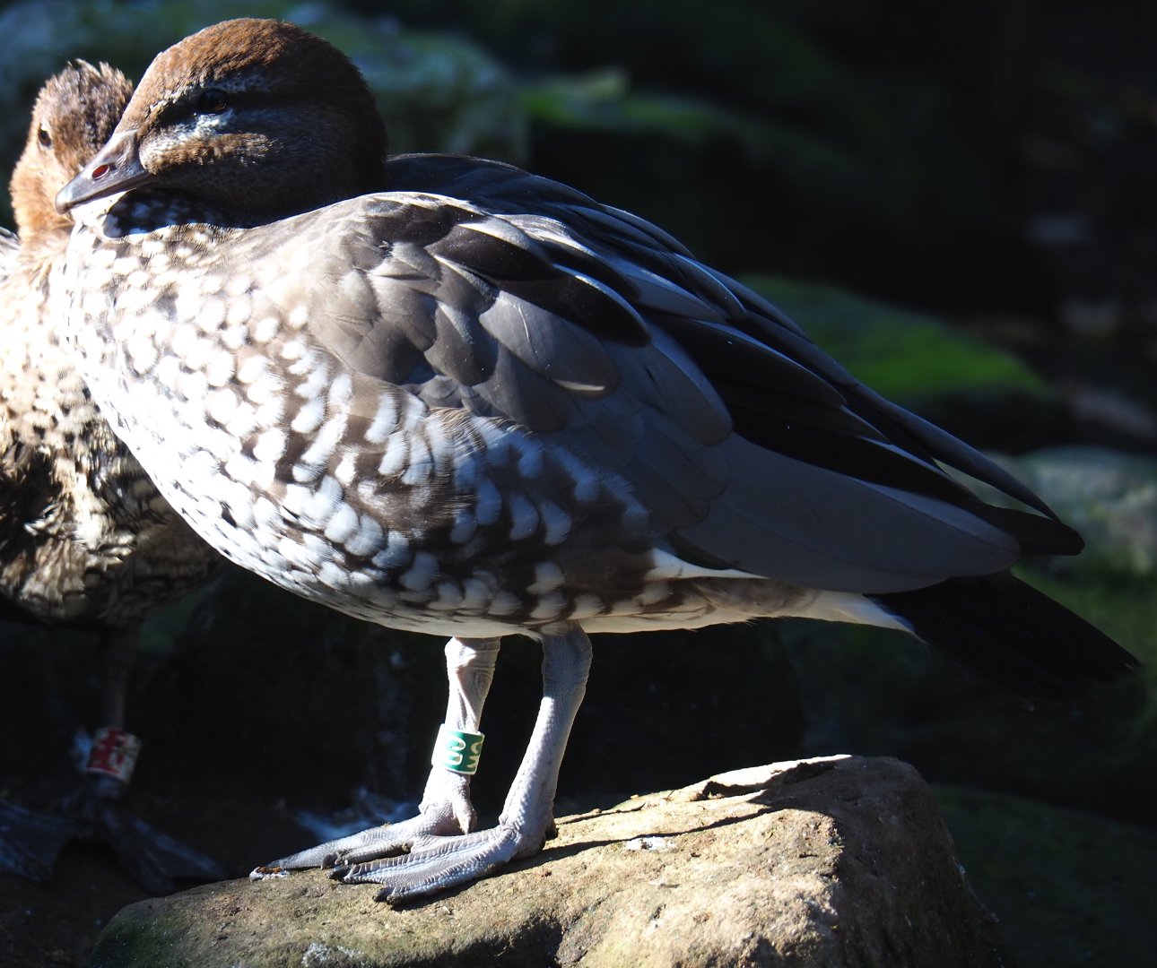 Female maned goose (Chenonetta jubata), Oct 13th, 2018
