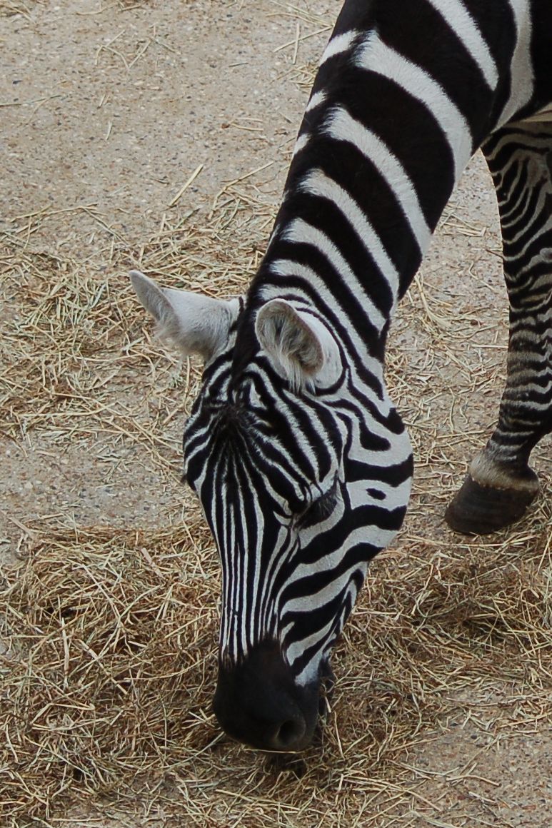 Female Maneless Zebra