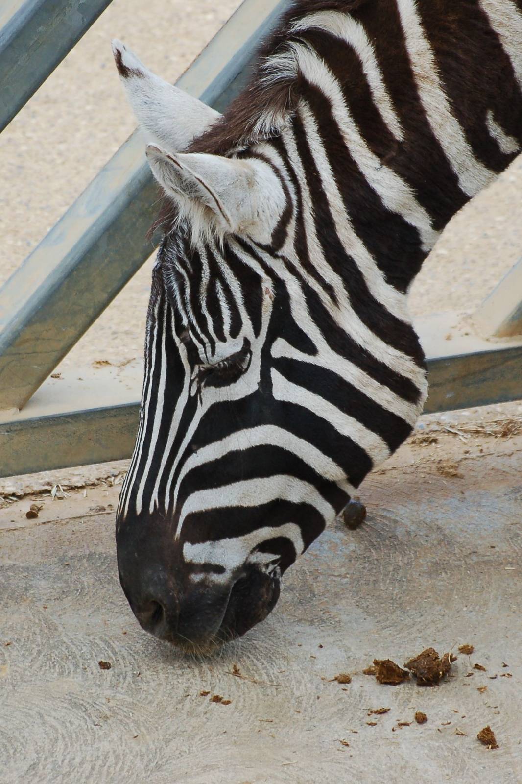 Female Maneless Zebra